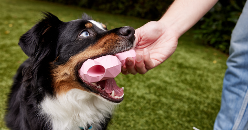 Pet Honesty Review: Are The Natural Chewable Pet Supplements Worth It?