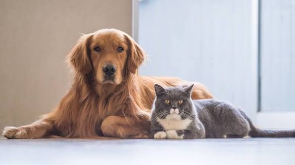 Unveiling PetMed: Is It The Best Pet Health Expert?